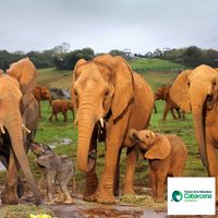 4 Elefantes Cabarceno